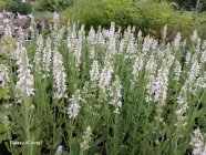 Salvia nemorosa 'Adrian' (‘Schneehügel’)
