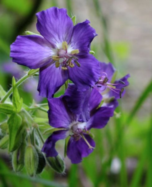 Geranium Phaeum Lily Lovell Tommu Kurereha Helga Ee