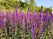 Salvia nemorosa 'Caradonna'