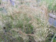 Achnatherum calamagrostis (Stipa calamagrostis)