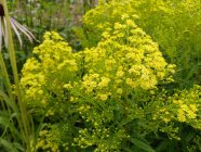 Solidago 'Citronella'