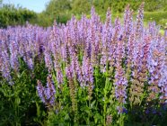 Salvia nemorosa 'Blauhügel'