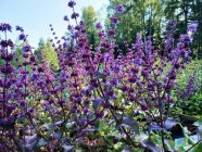 Salvia verticillata 'Smouldering Torches'