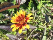 Heliopsis helianthoides var scabra 'Burning Hearts'