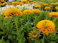 Rudbeckia hirta 'Fireball'