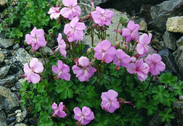 Geranium Dalmaticum Dalmaatsia Kurereha Helga Ee