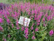 Lythrum salicaria 'Little Robert'
