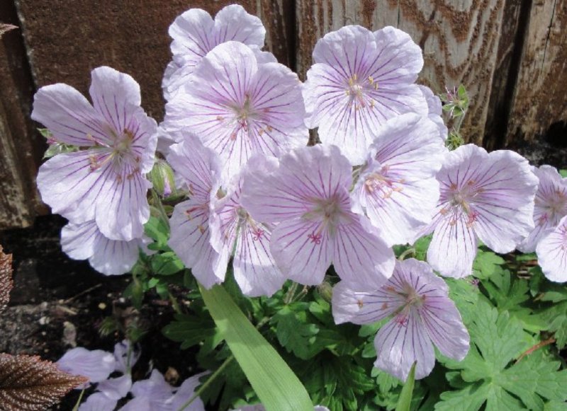 Geranium Himalayense Derrick Cook Suureoieline Kurereha Helga Ee