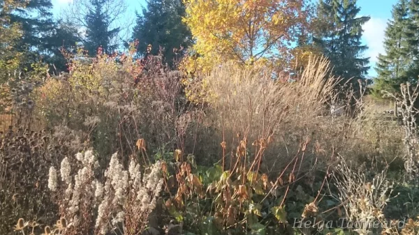 Праздник садовника