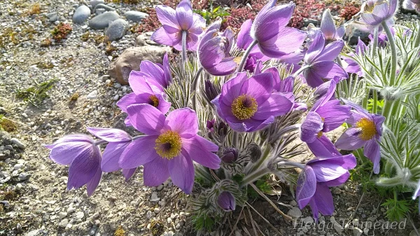 Растения для каменистого сада