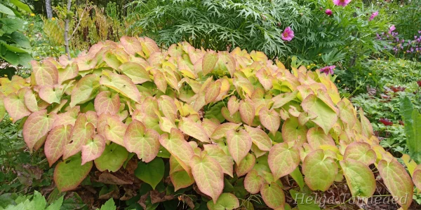 Теневыносливые растения