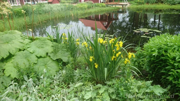 Водные и прибрежные растения