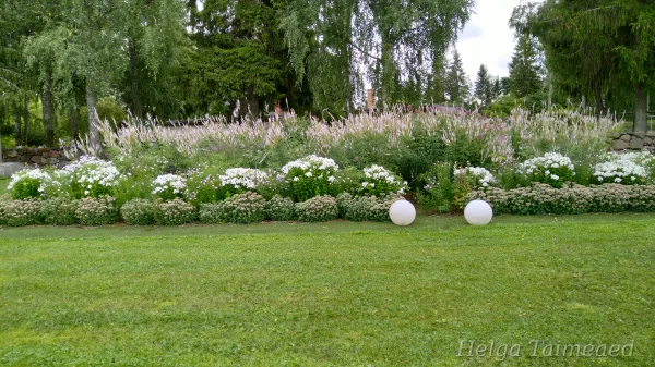 Многолетние растения