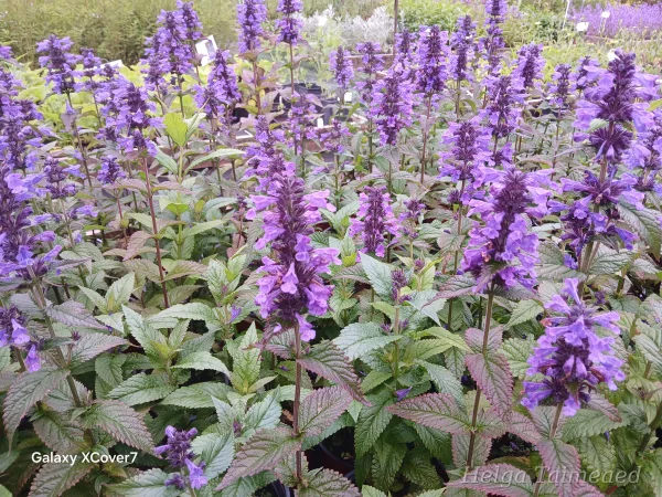 Растения с длительным периодом цветения