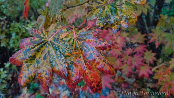 Кустарники и вьющиеся растения