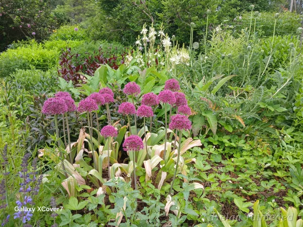 Taimede kombinatsioonid