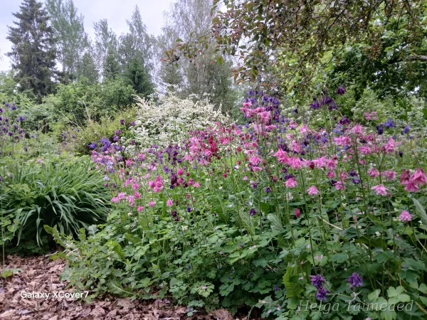 Taimede kombinatsioonid