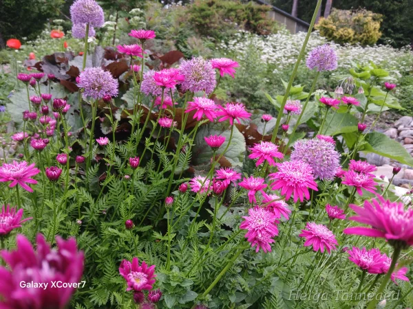 Taimede kombinatsioonid