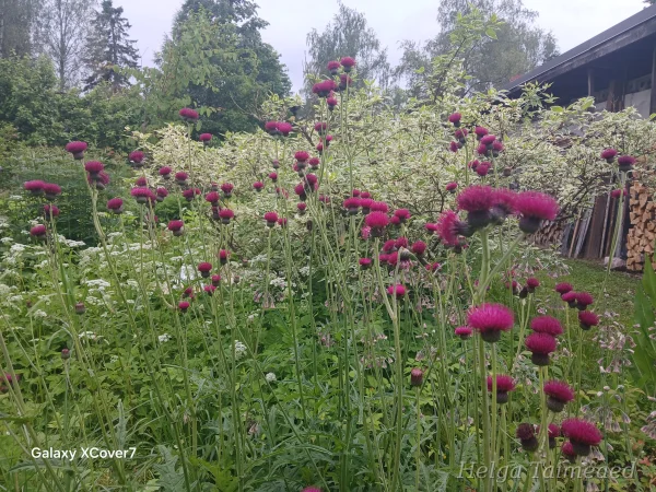 Taimede kombinatsioonid