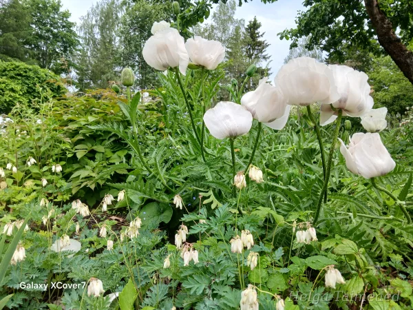 Taimede kombinatsioonid