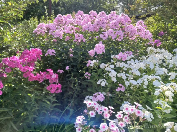 Taimede kombinatsioonid