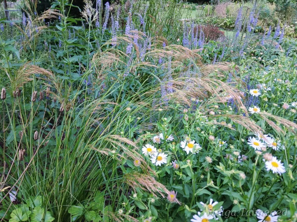 Taimede kombinatsioonid