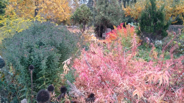 Taimede kombinatsioonid