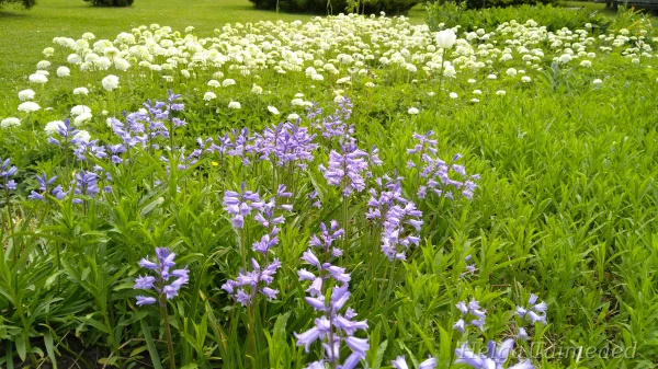 Taimede kombinatsioonid