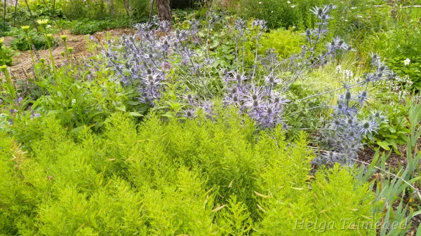 Taimede kombinatsioonid