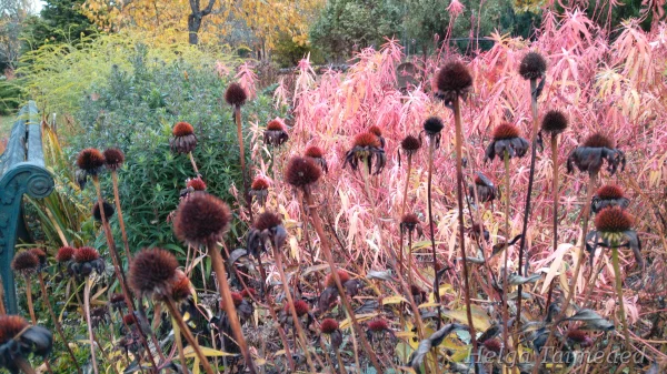 Taimede kombinatsioonid