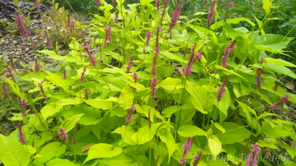 Bistorta (Persicaria) amplexicaulis 'Golden Arrow'