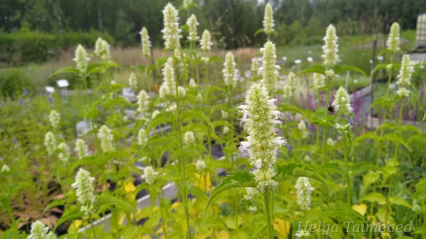 Agastache foeniculum 'Alabaster' Агастахис