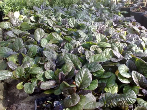 Ajuga reptans ´Catlin´s Giant´ Живучка (Аюга) ползучая