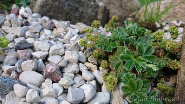 Alchemilla faeroensis var pumila Манжетка