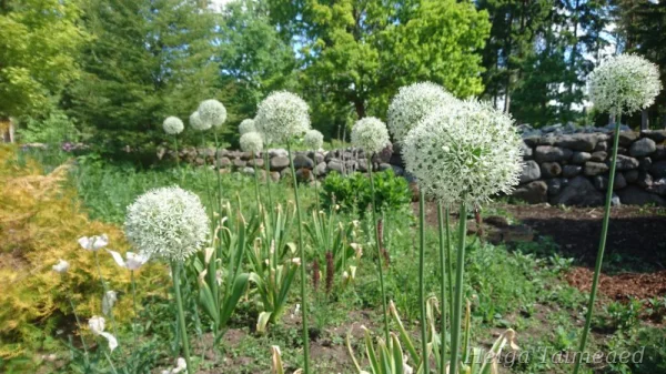 Allium stipitatum 'Mount Everest' Varrekas lauk