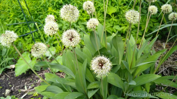 Allium ochotense Лук охотский­