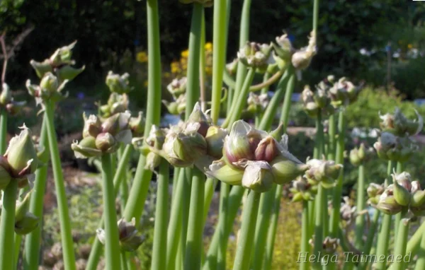 Allium x proliferum Лук многоярусный