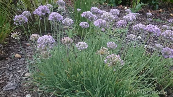 Allium senescens ssp glaucum  Лук стареющий