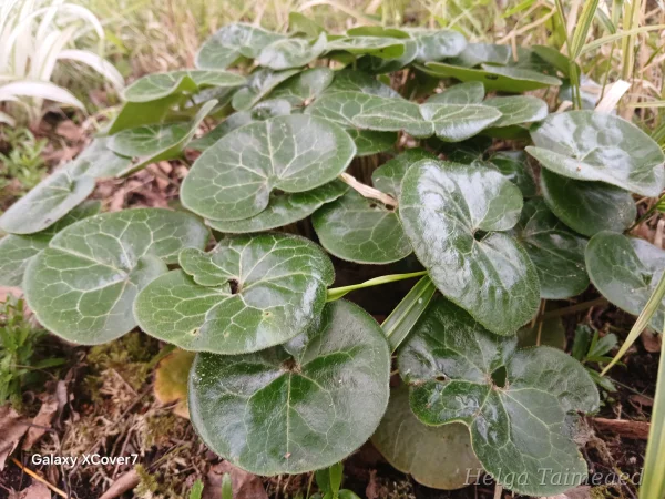 Asarum europaeum Копытень европейский