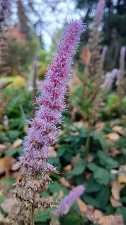 Astilbe chinensis 'Pumila' Астильбa китайская