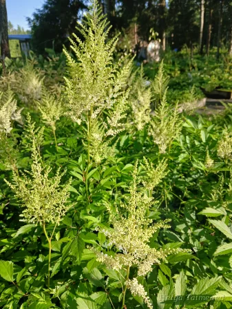 Astilbe x arendsii 'Waisse Gloria'