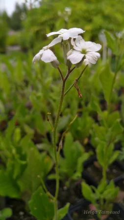Hesperis matronalis 'Alba'