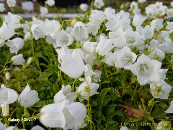 Campanula cochleariifolia 'Alba' Колокольчик ложечницелистный