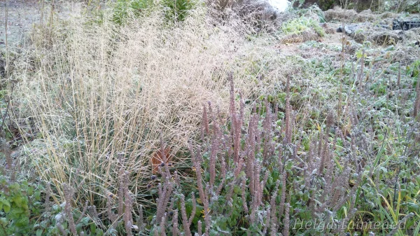 Deschampsia cespitosa 'Palava' Луговик дернистый