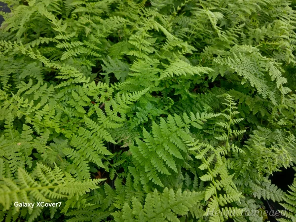 Athyrium filix-femina 'Rotstiel'
