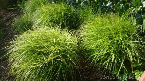 Carex muskingumensis Осока пальмолистная