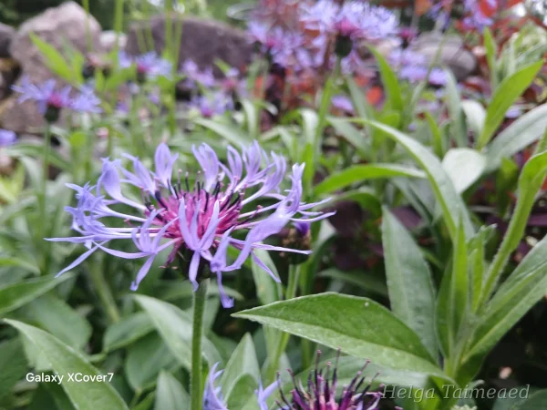 Centaurea montana Василёк горный