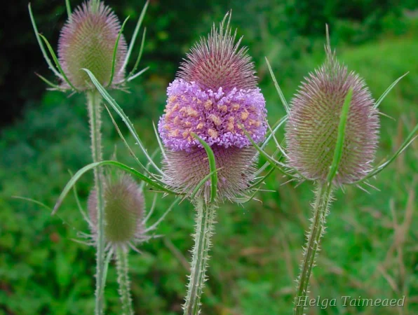 Dipsacus fullonum Ворсянка