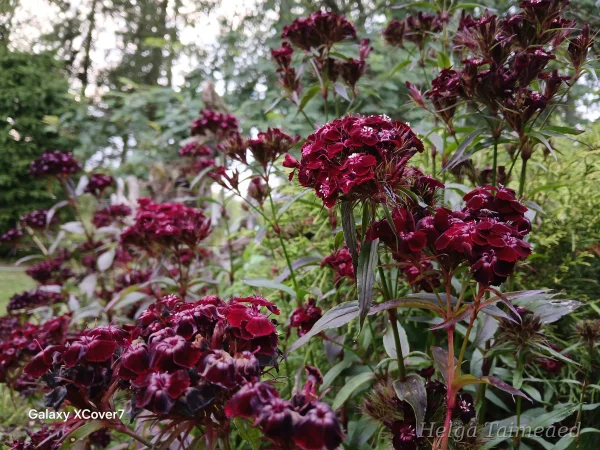 Dianthus barbatus Гвоздика бородатая