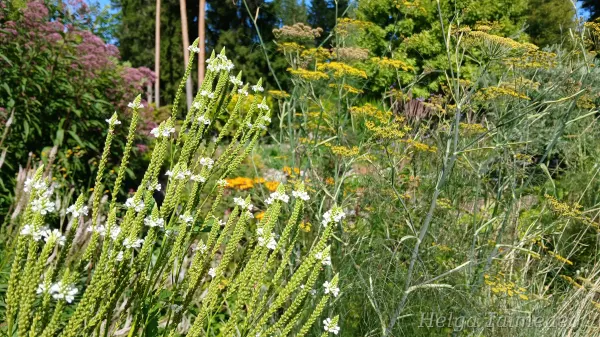 Verbena hastata 'Alba'